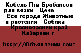 Кобель Пти Брабансон для вязки › Цена ­ 30 000 - Все города Животные и растения » Собаки   . Красноярский край,Кайеркан г.